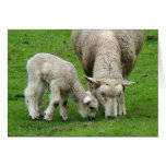 Lamb & Mama Sheep Card