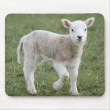 Lamb Mousemats