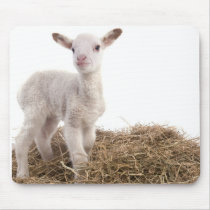Lamb Mousepad