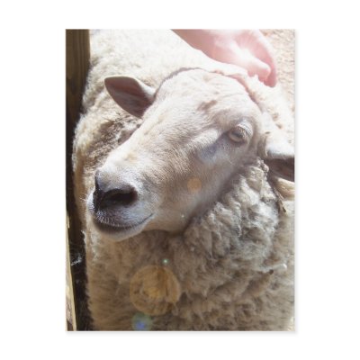 Lamb of God Christian Art Post Card Postcard from Zazzle.com : fine art prints christian fine art card