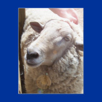 Lamb of God Christian Art Post Card postcards by ScenicEarthStudios Lamb of God Christian Art Post Card postcards