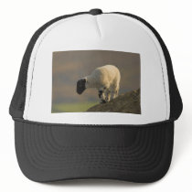Lamb on a Hilltop Hat