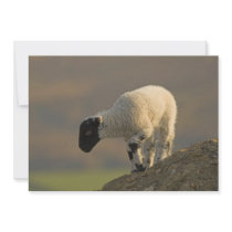 Lamb on a Hilltop Invitation
