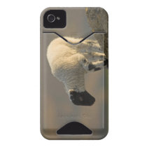 Lamb on a Hilltop  iPhone 4 Case-Mate ID