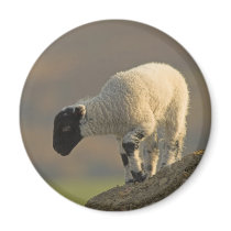 Lamb on a Hilltop Magnet