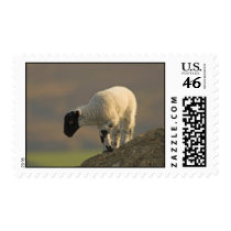 Lamb on a Hilltop Postage