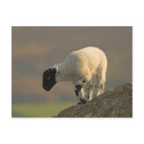 Lamb on a Hilltop Postcard