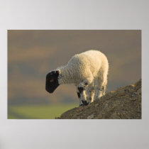 Lamb on a Hilltop Poster/Print