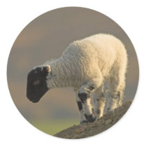 Lamb on a Hilltop Stickers