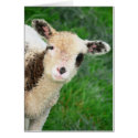 Lamb Pops In cards