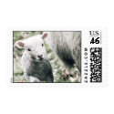 lamb postage stamp