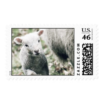lamb postage stamp