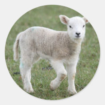 LAMB ROUND STICKER