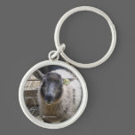 LAMB - SHETLAND EWE keychains