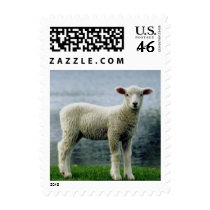 Lamb standing postage 548 stamps