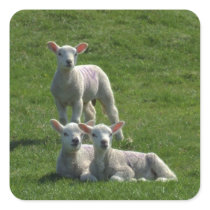 Lamb Stickers
