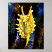 Lambis digitata Seashell Print