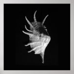 Lambis Truncata Seashell Print
