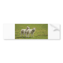 Lambs Bumper Stickers
