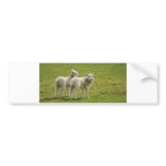 Lambs Bumper Stickers