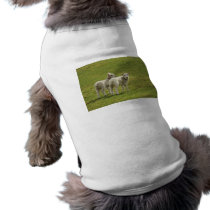 Lambs Pet Shirt