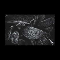 Lambs ear canvas prints
