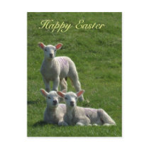 Lambs Easter Postcard