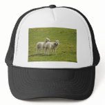 Lambs hats