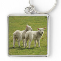 Lambs Keychains