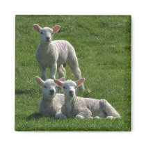 Lambs Magnet