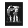 Lambs Postcard
