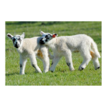 Lambs posters