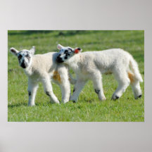 Lambs Print