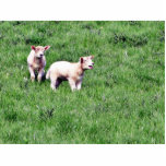 Lambs Sheep Photo Cutouts