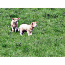 Lambs Sheep photo sculptures