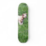 Lambs Sheep Skateboard