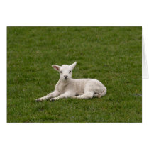 Lambykins