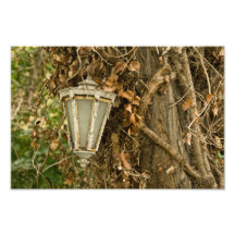 Lámpara vieja que cuelga en árbol impresiones fotográficas