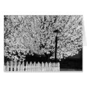 Lamppost in Springtime cards