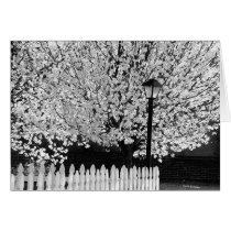Lamppost in Springtime cards by bhbphotos Lamppost in Springtime cards