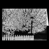 Lamppost in Springtime cards