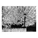 Lamppost in Springtime posters by bhbphotos Lamppost in Springtime posters