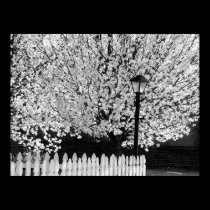 Lamppost in Springtime posters