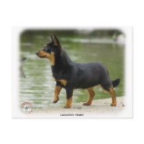 Lancashire Heeler 9R038D-013 Post Cards
