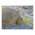Land Iguana posters