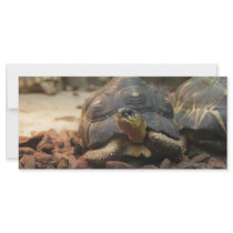 Land Turtle Rack Cards