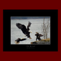 LANDING BALD EAGLE Photo Poster posters
