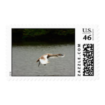 Landing Cygnet Postage