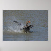 Landing Greylag Print