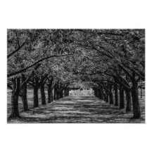 Landscape Nature Trees Photo Art